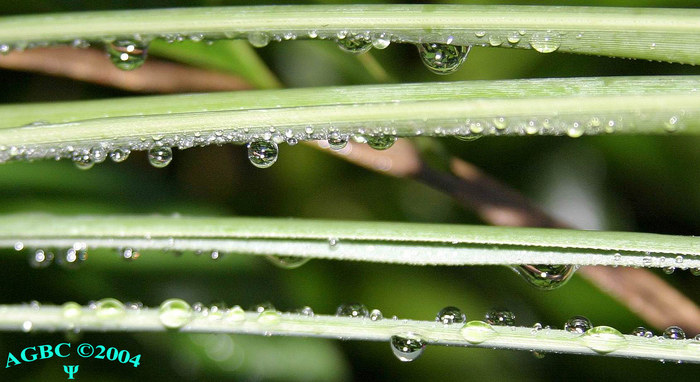 Dew drops