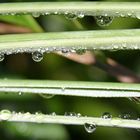 Dew drops