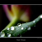 Dew Drops