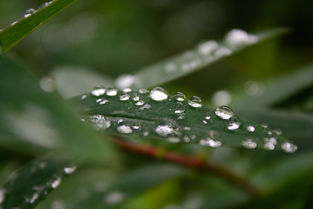 Dew drops