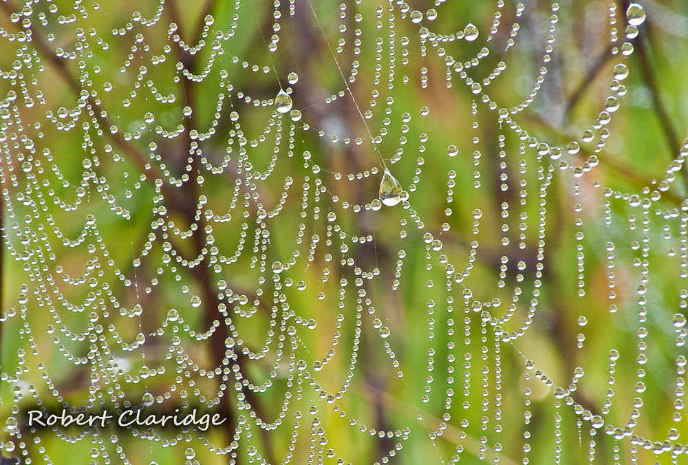 Dew drops in a web