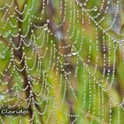 Dew drops in a web