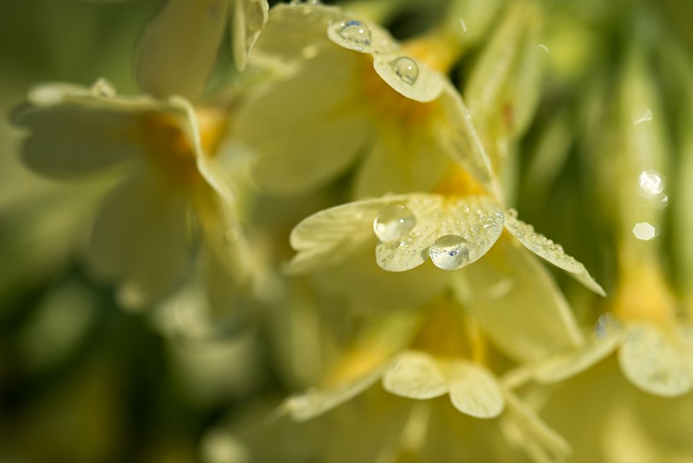 Dew Drops on Common Cowslip