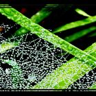 Dew Drops on Grass