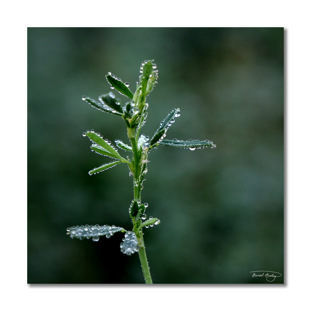 dew drops on green