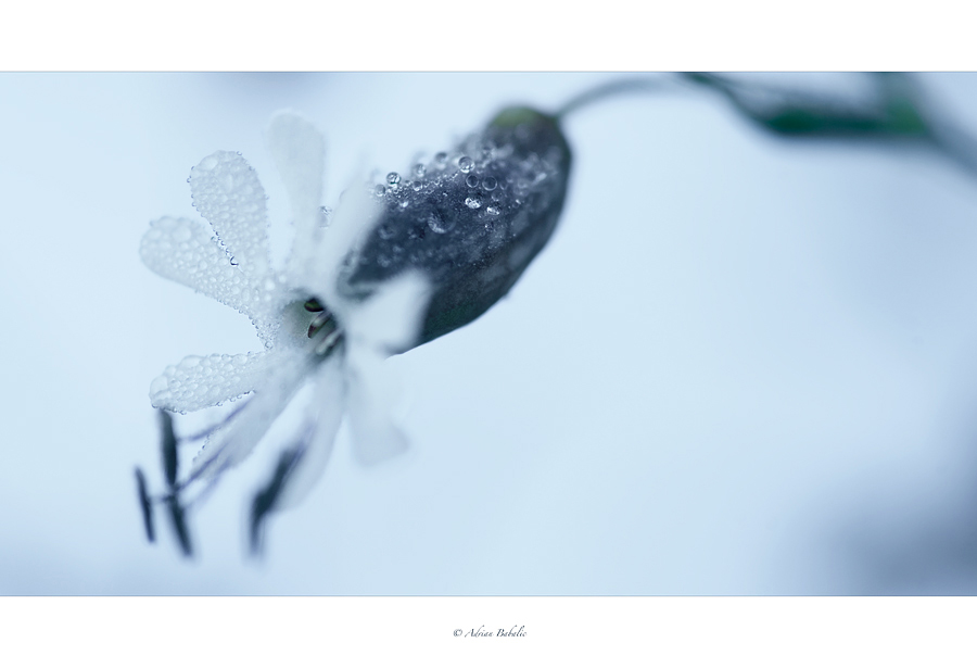 Dew Impression (II)