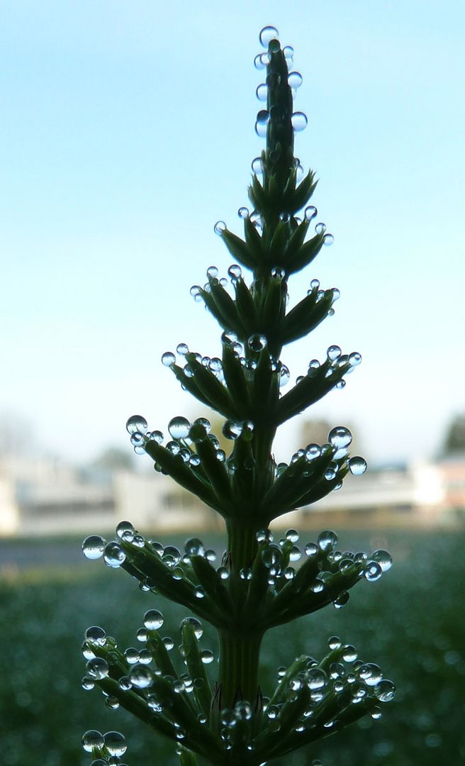 Dew Kugeln am Morgen Gras