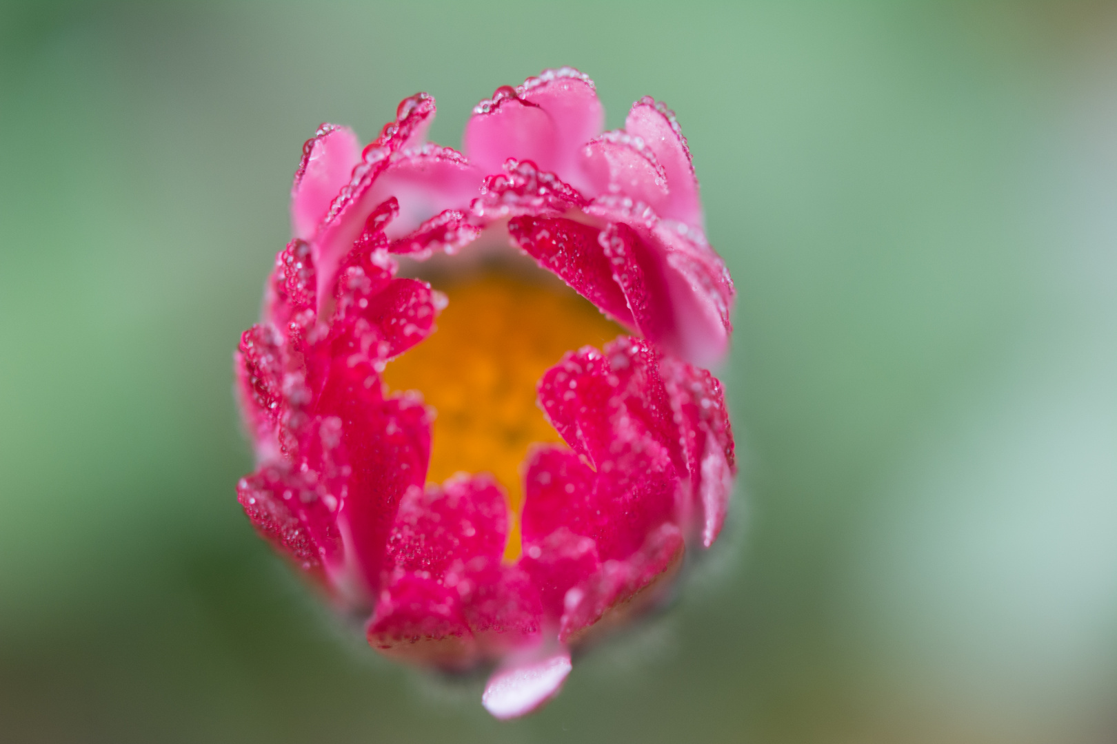 Dew on a Daisy