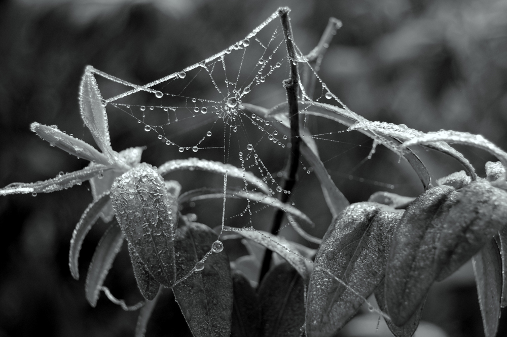 Dew on a web