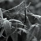 Dew on a web