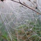 dew on spiders web