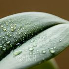 dew orchid