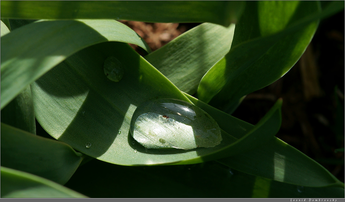 Dew storage