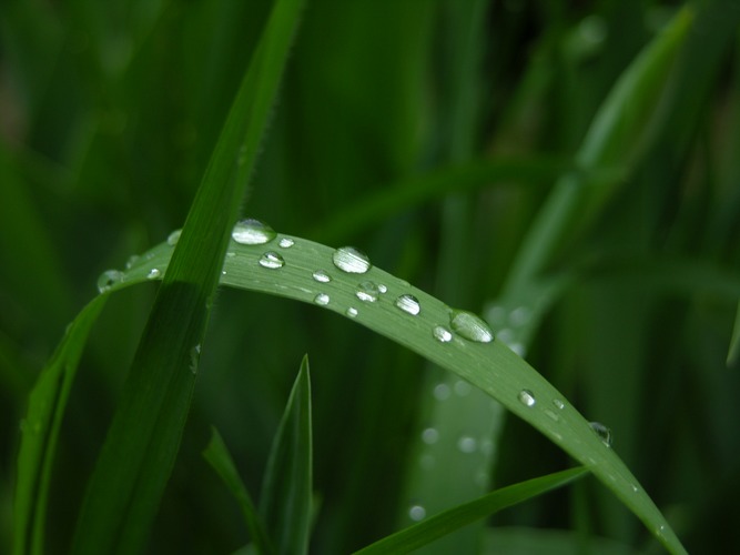 Dew w/dark background