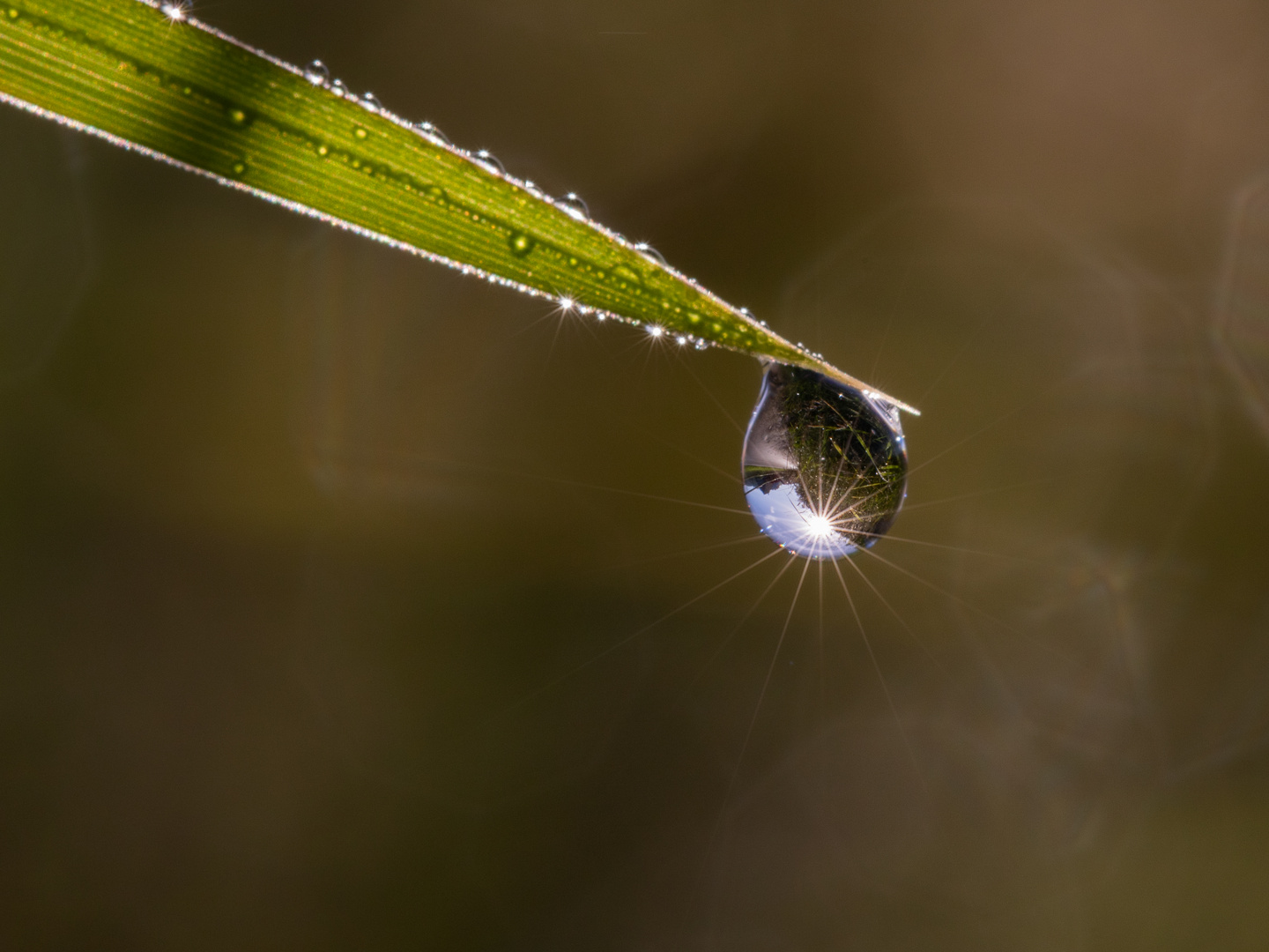 Dewdrop