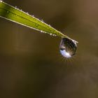 Dewdrop