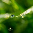 ...Dewdrop...