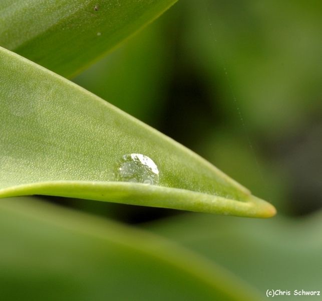 dewdrop