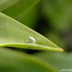 dewdrop