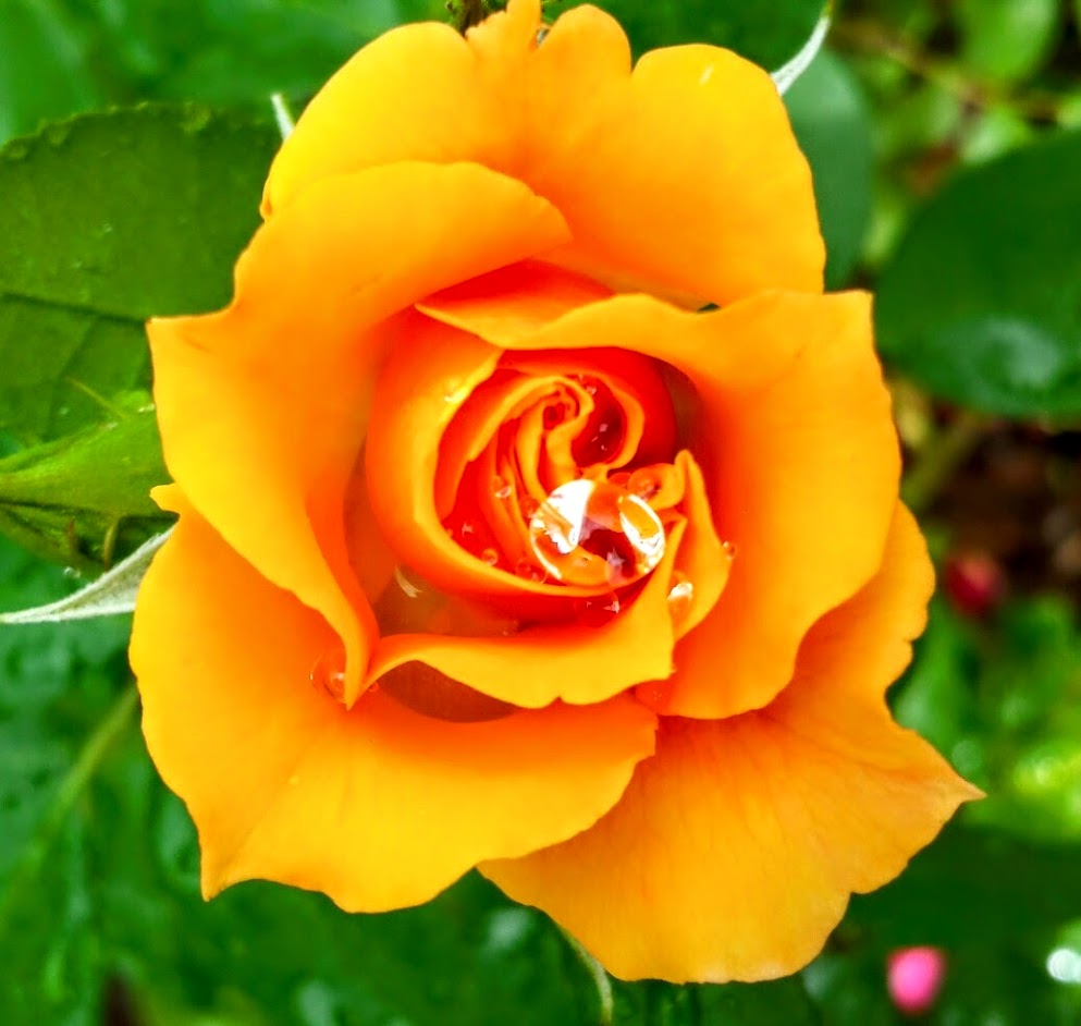 Dewdrop on a yellow rose