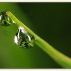 Dewdrops