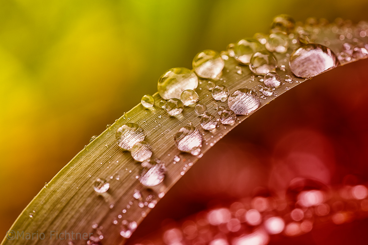 Dewdrops 4825