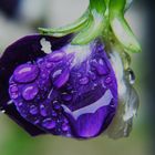 Dewdrops