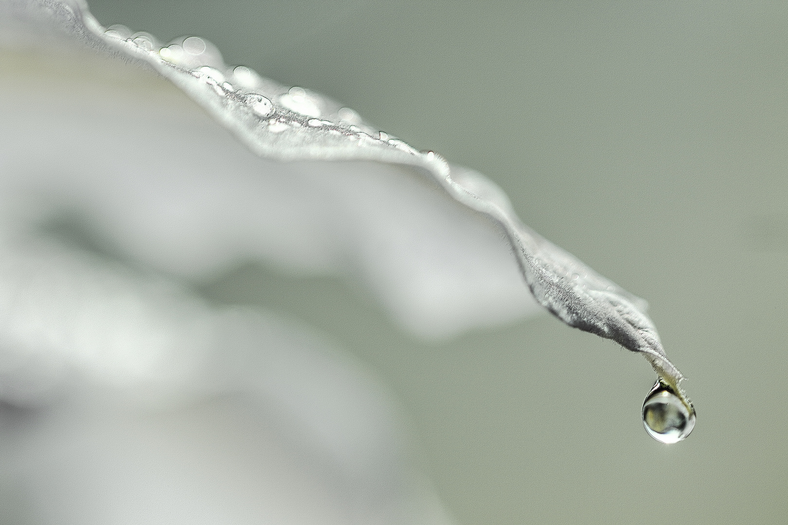 dewdrops