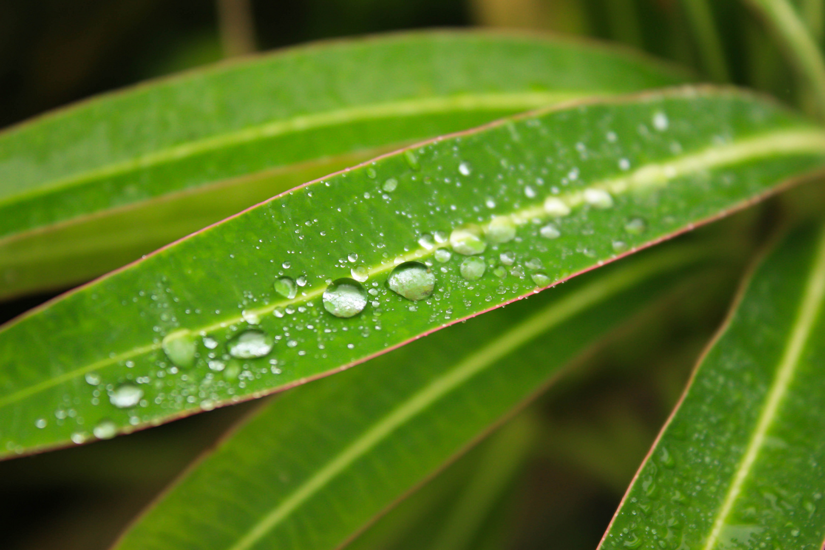 Dewdrops