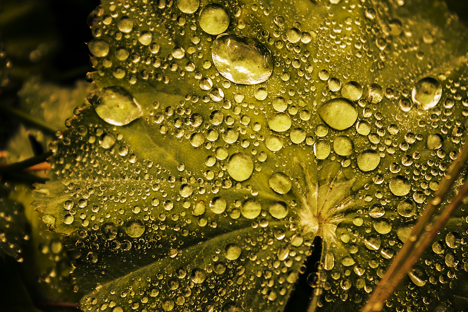 Dewdrops