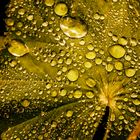 Dewdrops