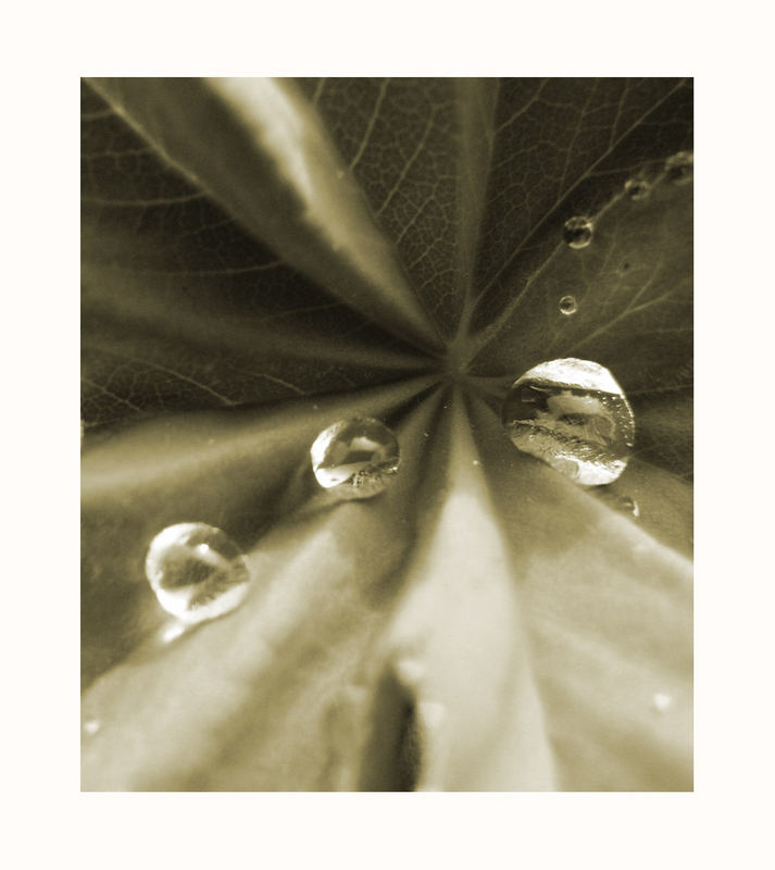 dewdrops