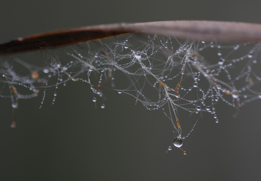 Dewdrops at daybreak