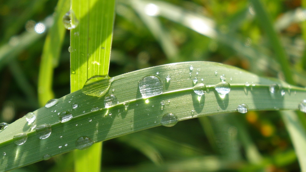 Dewdrops