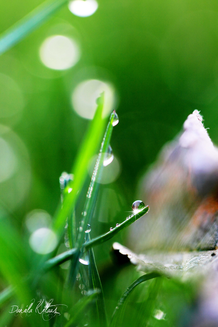 Dewdrops II