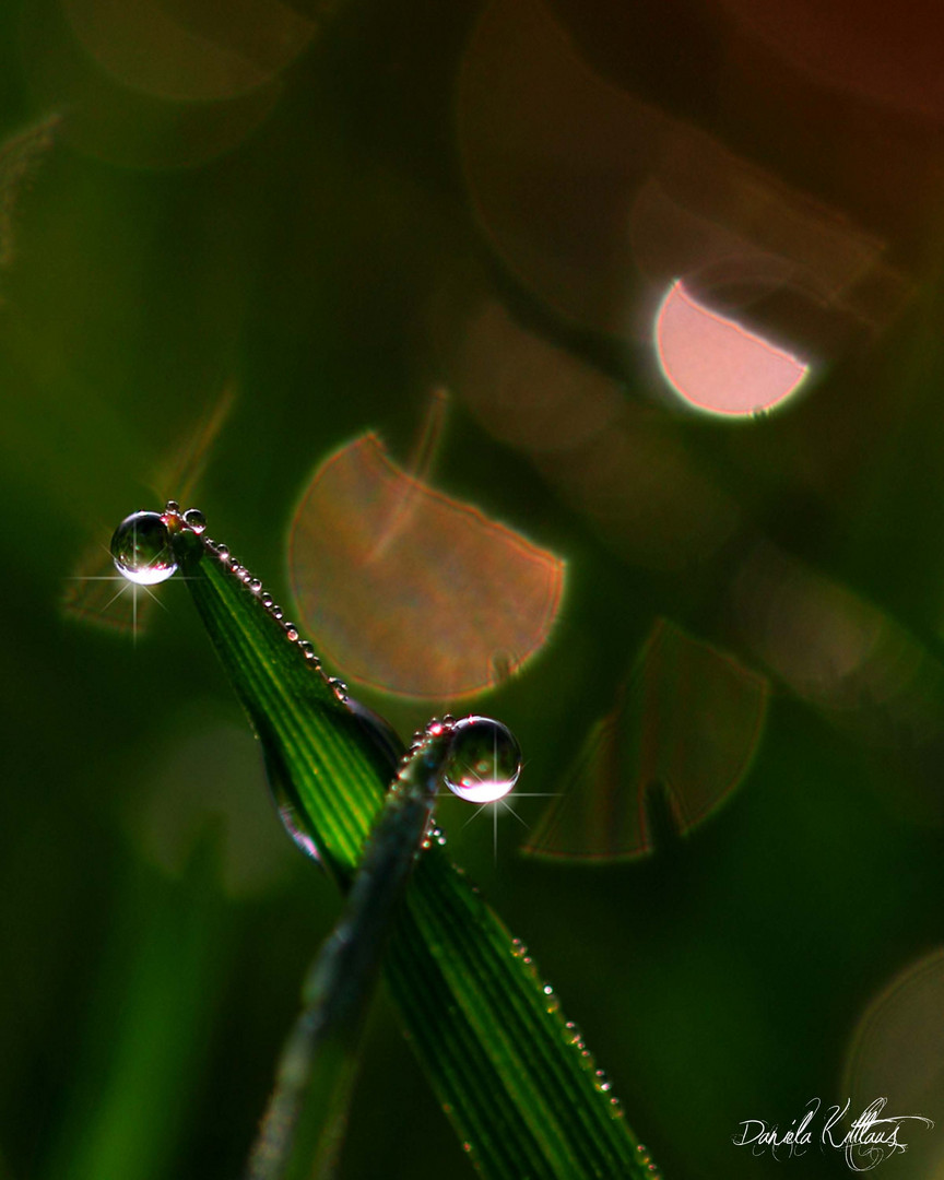 Dewdrops III