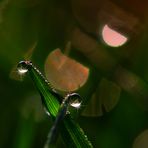 Dewdrops III