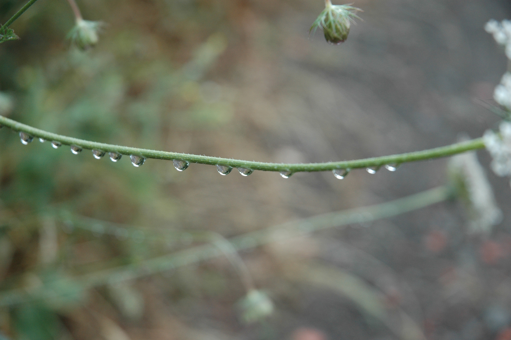 dewdrops in the morning