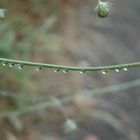 dewdrops in the morning