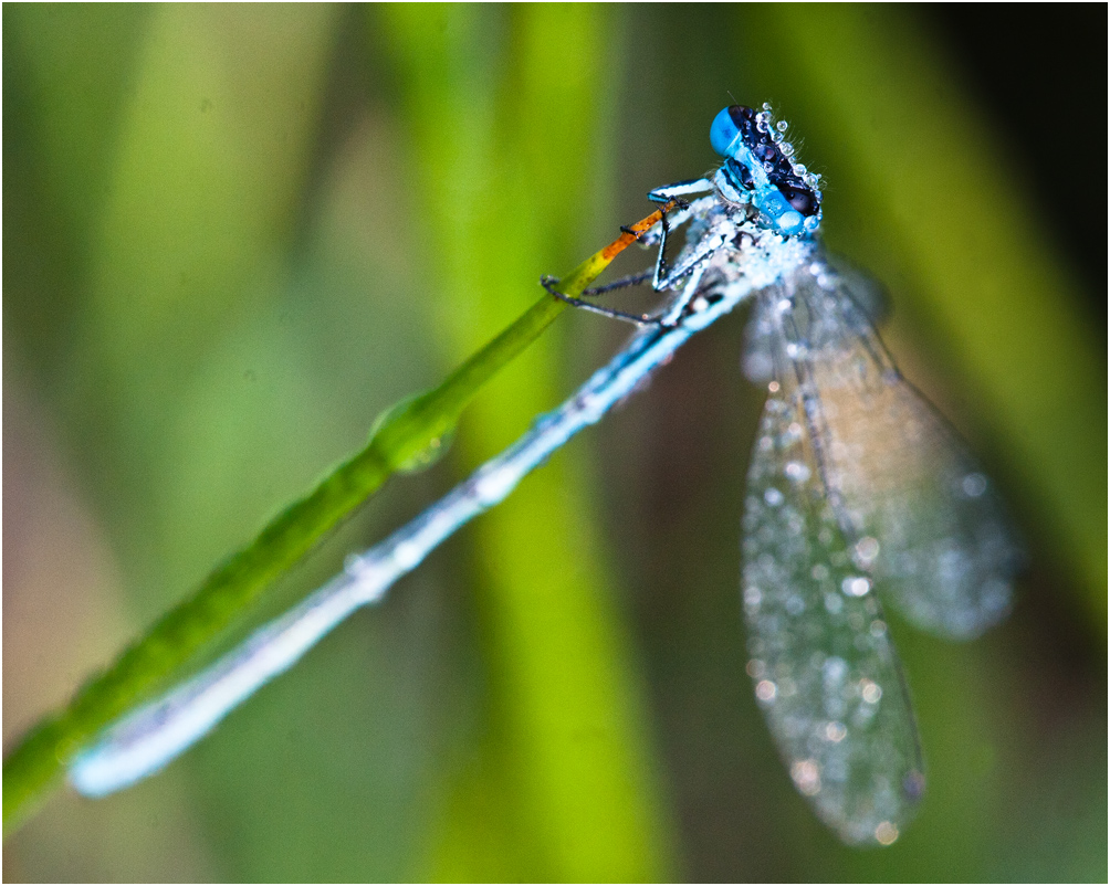 Dewdrops keep falling on my head...