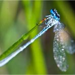 Dewdrops keep falling on my head...