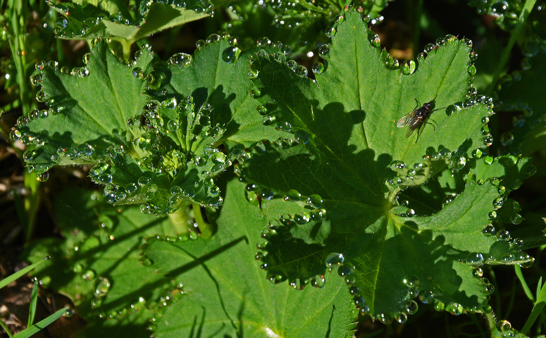 Dewdrops on the leawes