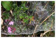 dewdrops .  .  . Tautropfen