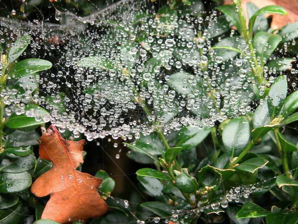 dewdrups in a spiderweb #2