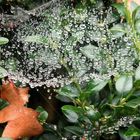 dewdrups in a spiderweb #2