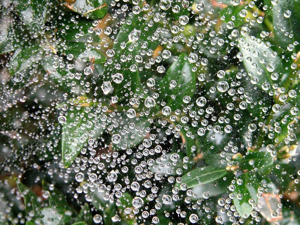 dewdrups in a spiderweb