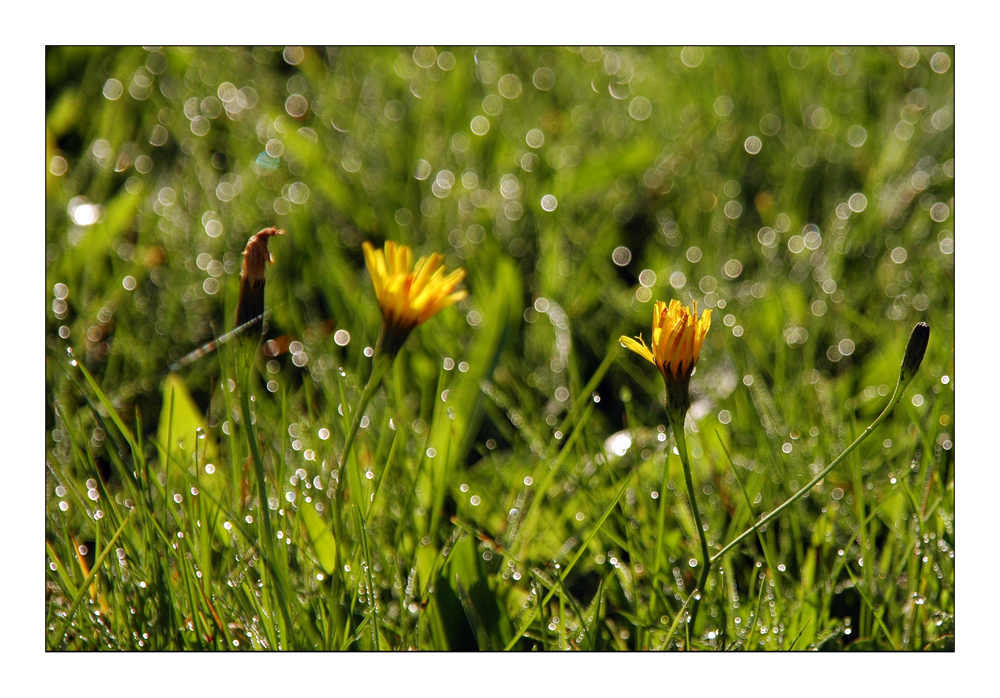 Dewy Morning - Taufrisch