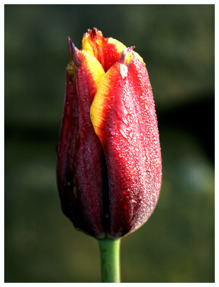 dewy tulip