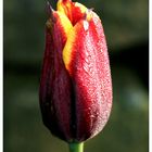 dewy tulip