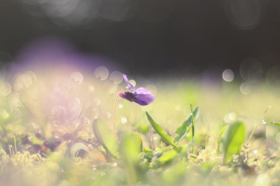 dewy violet